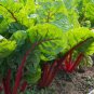 Ruby Red Swiss Chard Seeds NON-GMO Salad Greens Colorful Heirloom