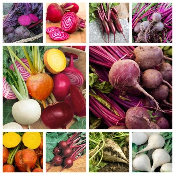 Beet Seeds Collection NON-GMO 10 Varieties to Choose From