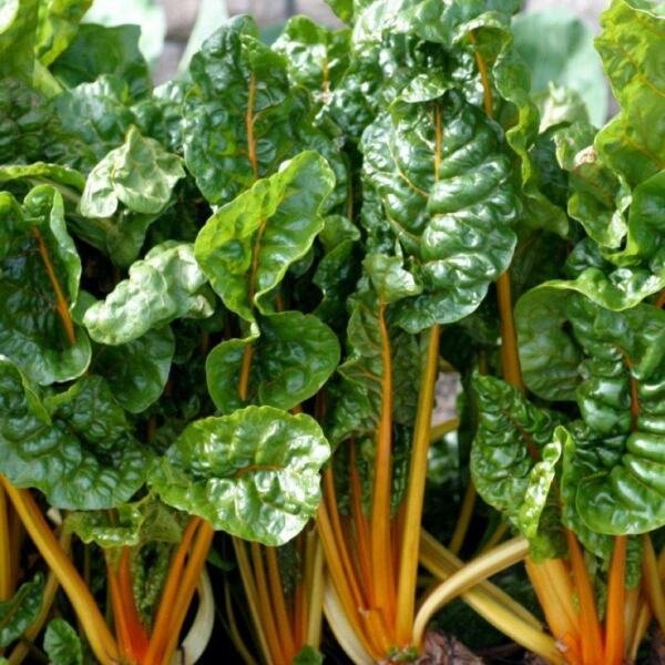 Orange Swiss Chard Seeds NON-GMO Colorful Salad