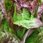 Red Romaine Lettuce Seeds Caesar Salad NON-GMO