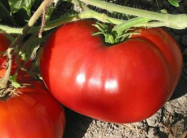 Delicious Tomato Seeds NON-GMO World Record Beefsteak Heirloom