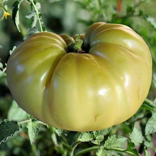 Great White Tomato Seeds 30 Seeds Beefsteak Type NON-GMO