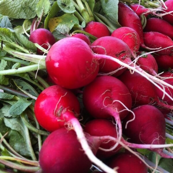Champion Radish Seeds NON-GMO Fast Harvest