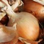 Texas Grano 502 Onion Seeds NON-GMO Early Grano
