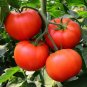 Homestead Tomato Seeds NON-GMO Heirloom Determinate