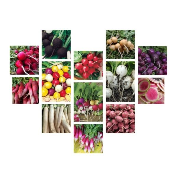 Radish Seeds Collection NON-GMO 14 Different Varieties Heirloom