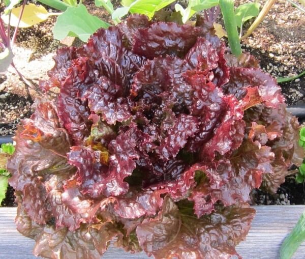 Ruby Leaf Lettuce Seeds Deep Red Summer Salad NON-GMO