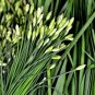 Garlic Chive Seeds Herb Allium Tuberosum Heirloom NON-GMO