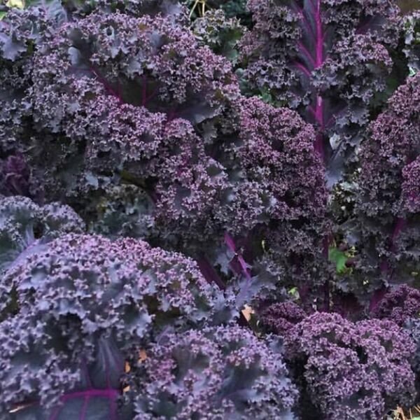 Scarlet Kale NON-GMO Dark Purple Ornamental and Edible