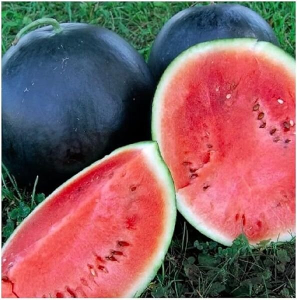 Black Diamond Watermelon Seeds NON-GMO Large Watermelon