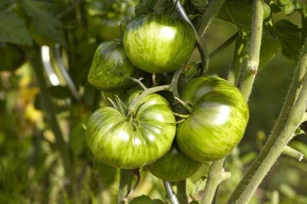 Green Zebra Tomato Seeds Bi-Colored NON-GMO