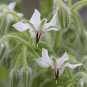 White Borage Bianca Starflower Tailwort NON-GMO Heirloom