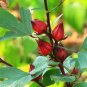 Mexican Tarragon Seeds NON-GMO Texas Tarragon Mexican Mint Marigold
