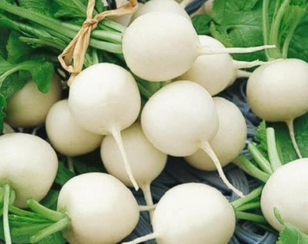 Sweet Basil Seeds NON-GMO Common Basil Easy Grow Herb