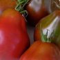 Tendersweet Carrot Seeds Beta Carotene Vitamin A NON-GMO