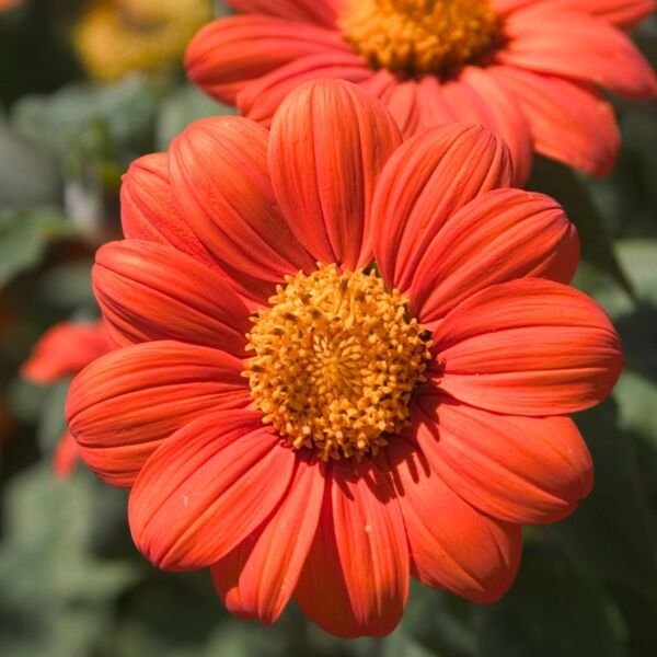 Danvers 126 Half Long Carrot Seeds NON-GMO Heirloom