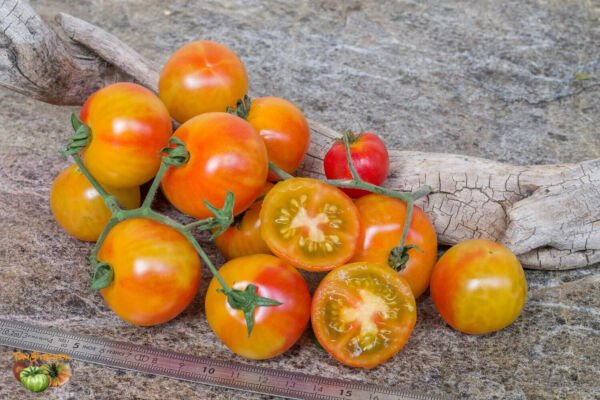 25 Pasilla Bajio Pepper Seeds