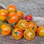 25 Pasilla Bajio Pepper Seeds