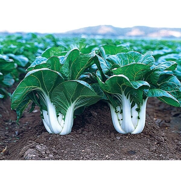 500 Canton Pak Choi Cabbage Seeds