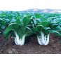 500 Canton Pak Choi Cabbage Seeds