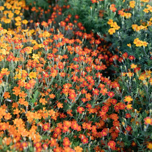Marigold Flower Seeds - Red Gem - Flower Seeds - Non GMO
