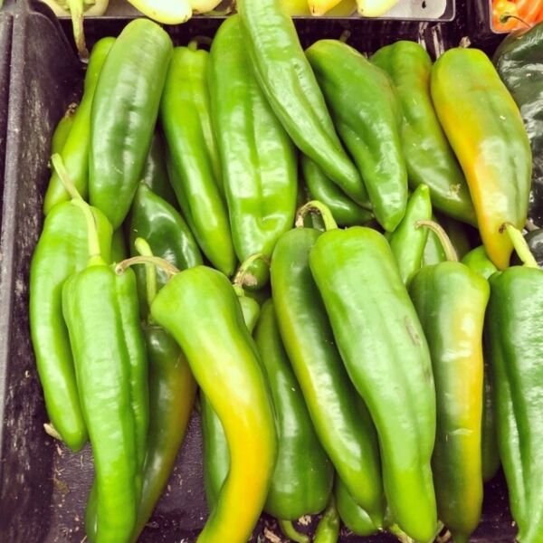 50 Anaheim Chile Hot Pepper Seeds NON-GMO