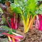 30 Rainbow Swiss Chard Seeds Bright Lights NON-GMO