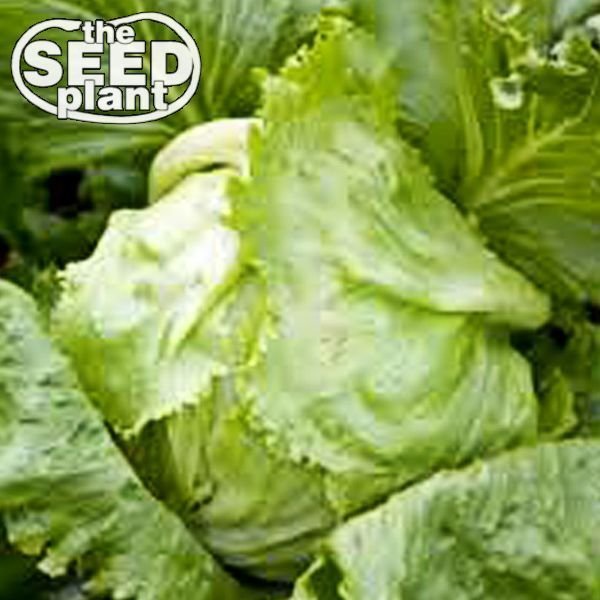 Iceberg Lettuce Seeds - 500 SEEDS