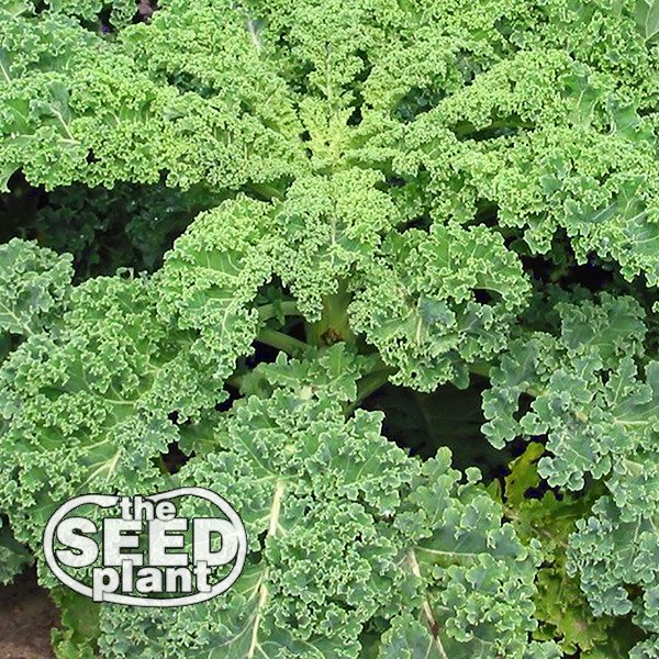 Siberian Kale Seeds - 250 SEEDS