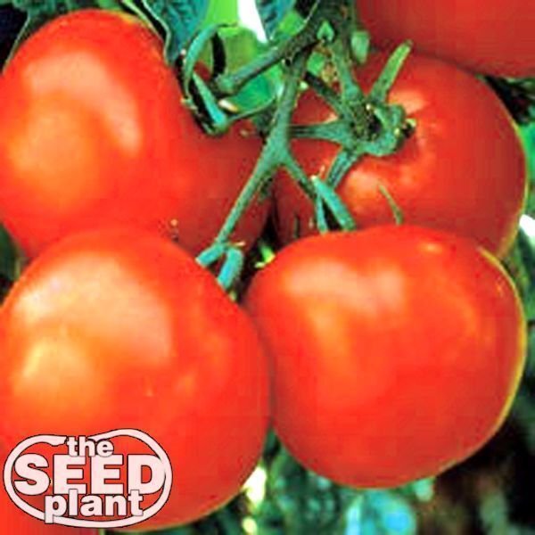 Marglobe Tomato Seeds 125 SEEDS