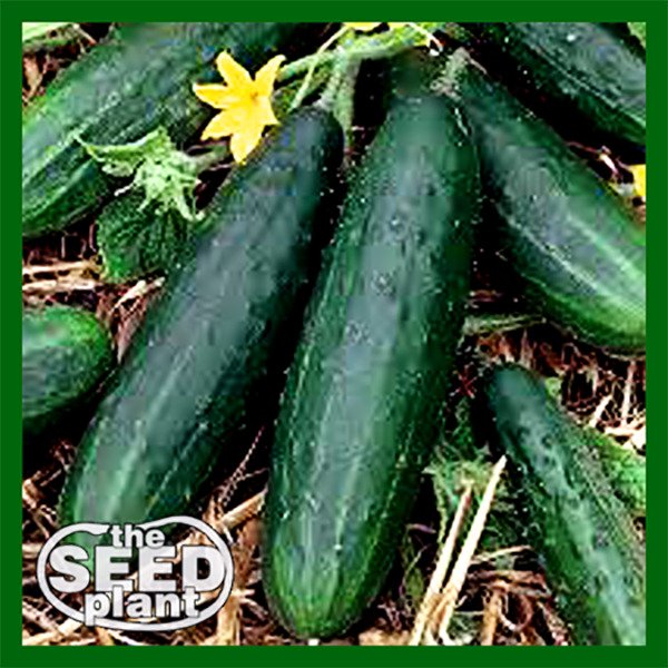 Spacemaster 80 Cucumber Seeds - 25 SEEDS