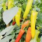 Hungarian Sweet Wax Pepper Seeds Heirloom NON GMO