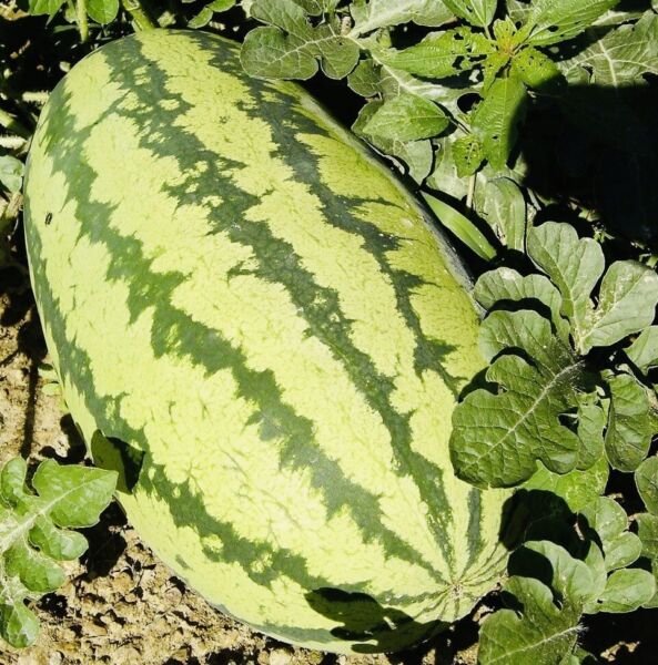 Jubilee Watermelon Seeds NON GMO