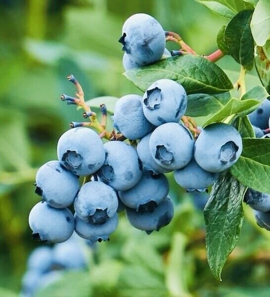 Blueberry Fruit Seeds Sweet NON GMO