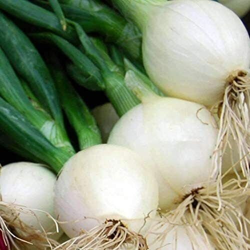 Crystal White Wax Onion Seeds 200 Seeds Non-GMO