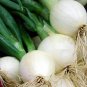 Crystal White Wax Onion Seeds 200 Seeds Non-GMO