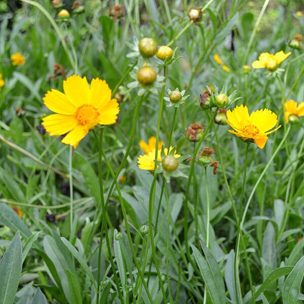 Lance Leaf Coreopsis Seeds 200 Non-GMO