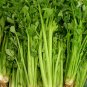 Tall Utah 52-70 Celery Seeds 500 Seeds Non-GMO