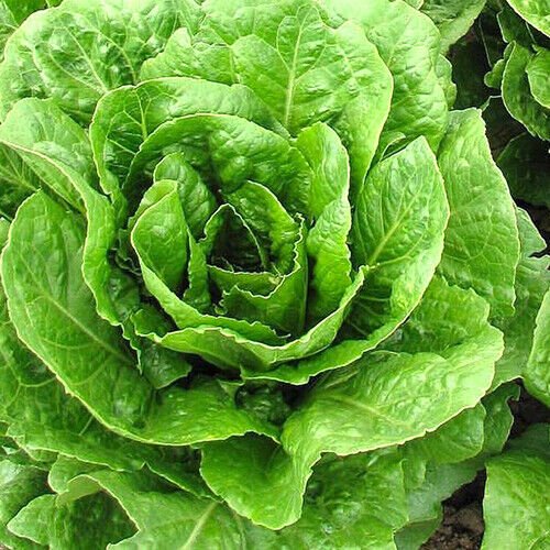 Buttercrunch Lettuce Seeds Non-GMO