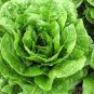 Buttercrunch Lettuce Seeds Non-GMO