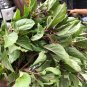 Cinnamon Basil Seeds 250 Seeds Non-GMO Herb Seeds
