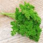 Forest Green Parsley Seeds 300 Seeds Heirloom - Non-GMO