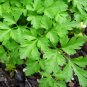 Giant Italian Parsley Seeds 500 Seeds Heirloom - Non-GMO Herb Seeds