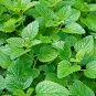 Lemon Mint Seeds 1 000 Seeds Heirloom - Non-GMO