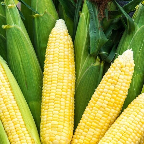 Bodacious Sweet Corn Seeds F1 SE Hybrid
