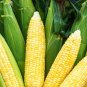Bodacious Sweet Corn Seeds F1 SE Hybrid