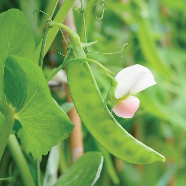 Dwarf Grey Sugar Snow Pea Seeds NON-GMO Heirloom