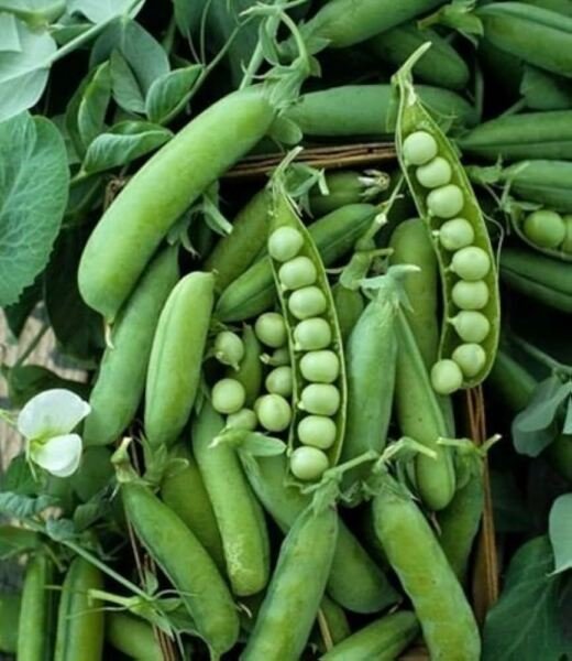 Alaska Pea NON-GMO Shelling Pea Heirloom Earliest of All