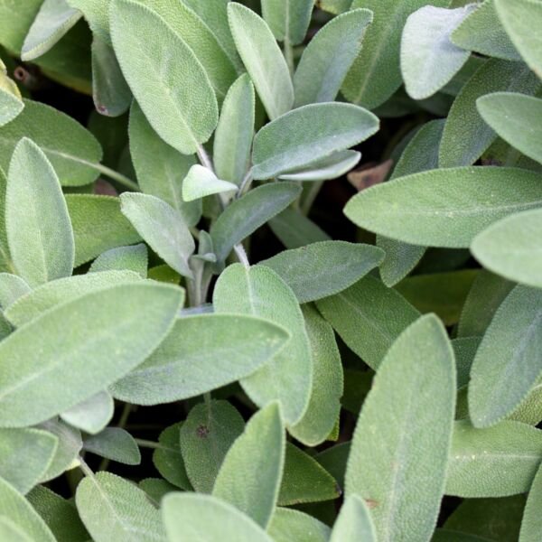 Broad Leaf Sage - Seeds - Organic - Non Gmo - Heirloom Seeds &acirc;�� Herb Seeds