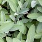 Broad Leaf Sage - Seeds - Organic - Non Gmo - Heirloom Seeds – Herb Seeds